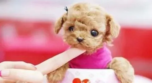 最小的狗是什么品种 中国难买正宗的茶杯犬 | 茶杯犬
