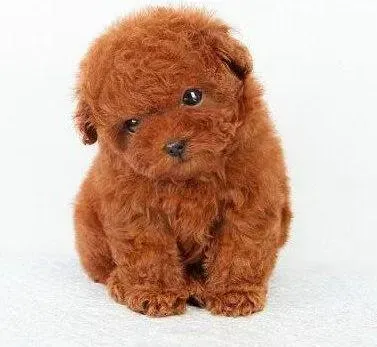 泰迪犬|泰迪犬产后为什么会咬死自己的小狗