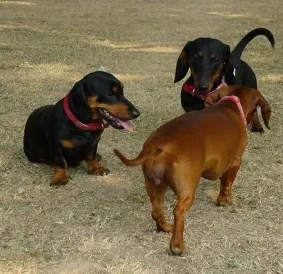 腊肠犬|最近腊肠犬有点拉稀而且还很臭 怎么治疗