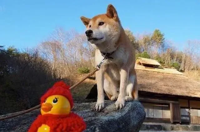 柴犬不认主人怎么办  最简单的方法让柴犬认主 | 柴犬