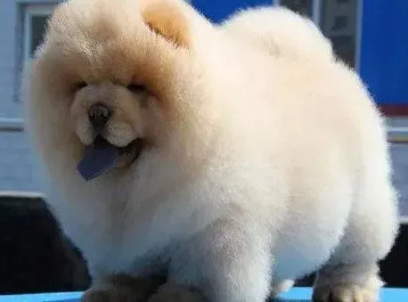 松狮犬|松狮犬这几天突然不吃饭是怎么回事