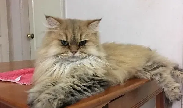 养了到招财猫咪 主人3年来财运飙升 | 猫