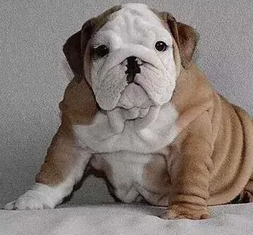 英国斗牛犬|斗牛犬患上皮肤病了如何让它乖乖涂药膏呢