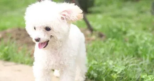 狗身上有寄生虫吗 犬鞭虫主要会造成血样下痢 | 狗