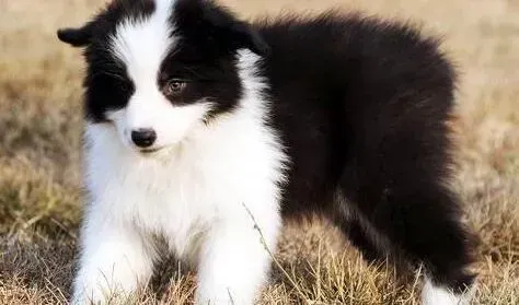 边境牧羊犬|三个月的边境牧羊犬流鼻涕食欲正常 是怎么回事