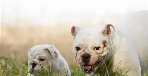 英国斗牛犬能看家吗 是一位优秀的看守犬 | 英国斗牛犬