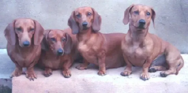 腊肠犬|两个方法轻松解决腊肠犬吃药困的问题
