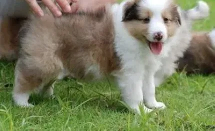 喜乐蒂|喂养喜乐蒂犬的小常识