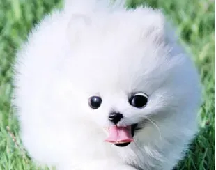 博美犬最佳配种 博美交配的注意事项 | 博美