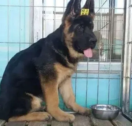 德国牧羊犬|德国牧羊犬日常喂养的小窍门