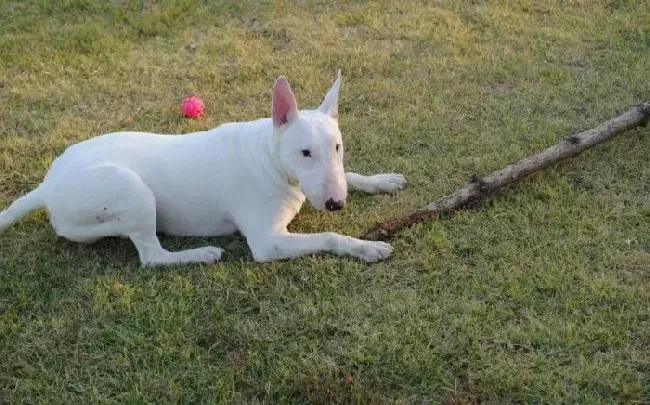 牛头梗|如何给牛头梗准备一个温馨的小家——犬舍