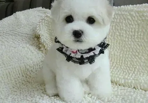 博美犬|如何清除博美犬嘴中难闻的气味