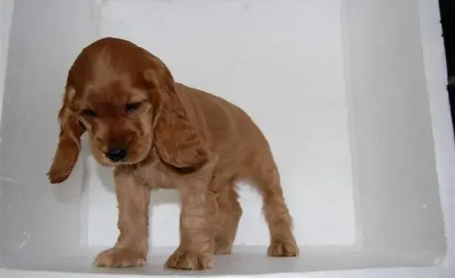 可卡犬|今天早上可卡犬驱虫后出现拉稀现象要紧吗