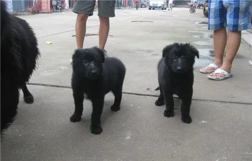 比利时牧羊犬耳朵多大竖起来 一般八个月左右立耳 | 比利时牧羊犬