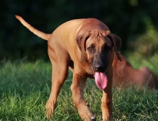 寻血猎犬能捉什么动物 用嗅觉来追踪猎物 | 寻血猎犬