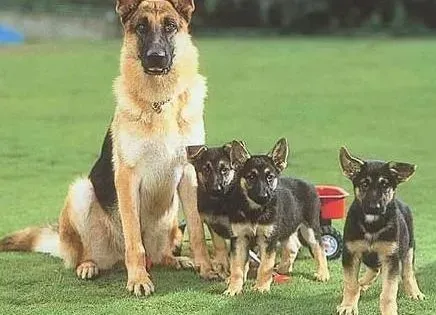 德国牧羊犬|给德国牧羊犬做日常护理时需要注意的事情