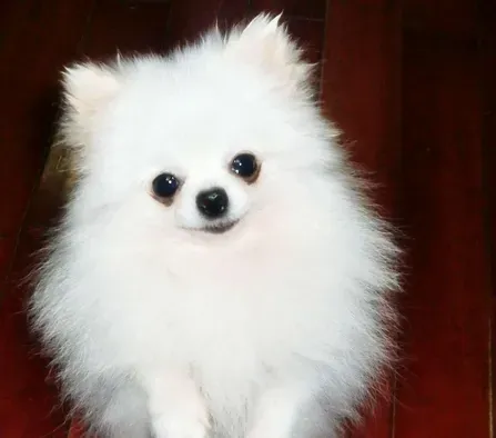 博美犬最佳配种 博美交配的注意事项 | 博美
