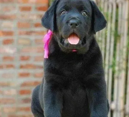 拉布拉多|告诉你如何养出一只最健康的拉布拉多犬