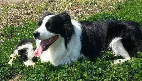边境牧羊犬|我家边境牧羊犬严重营养不良怎么调理
