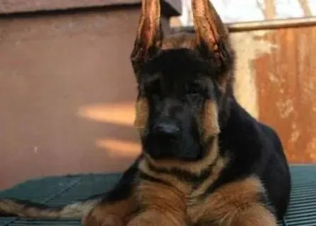 德国牧羊犬|德国牧羊犬口腔有臭味应如何处理 有方法吗