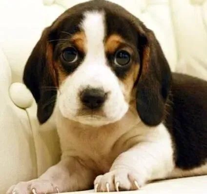 比格犬|日常生活中如何科学饲养比格犬