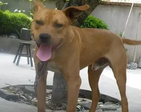 比特犬|怎么给比特犬合理的补充营养物质
