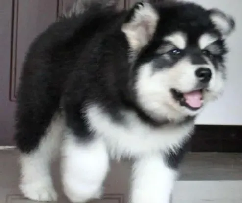 阿拉斯加犬|阿拉斯加雪橇犬的自助美味营养餐的做法