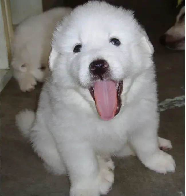 大白熊犬|大白熊犬为什么会有抽搐的现象