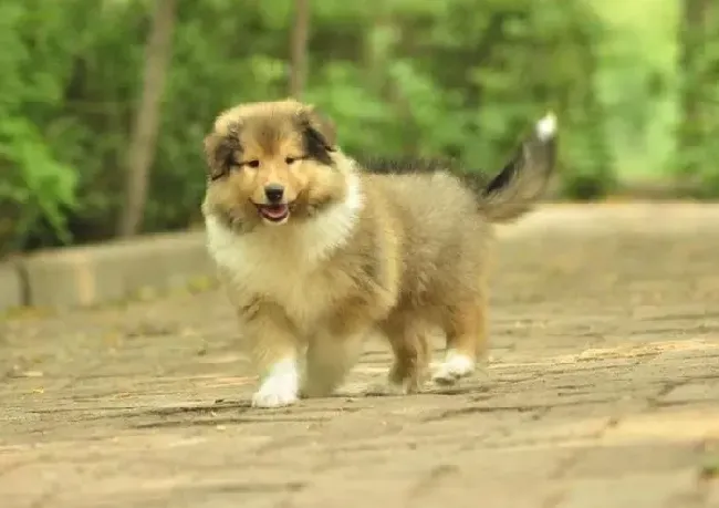 苏格兰牧羊犬|我家苏格兰牧羊犬总喜欢咬我的手和脚应该如何训练