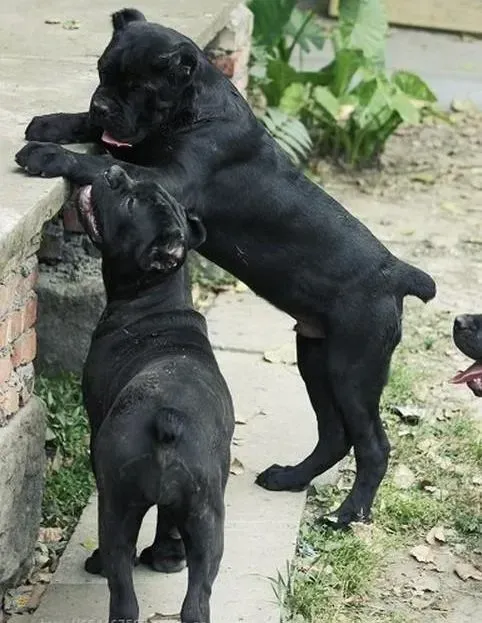 卡斯罗犬|卡斯罗犬着凉食欲不好不拉便便如何是好