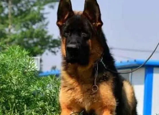 德国牧羊犬|德国牧羊犬洗澡要注意哪些问题