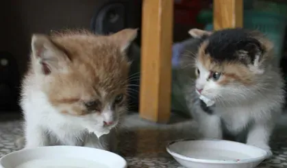 猫能吃辣吗 辣会刺激猫的味蕾 | 猫