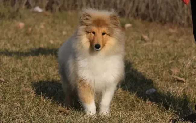 苏格兰牧羊犬|苏格兰牧羊犬患上肠胃炎，没精神应如何是好