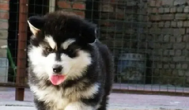 阿拉斯加犬|宠物小明星 阿拉斯加犬必会的几点训练项目