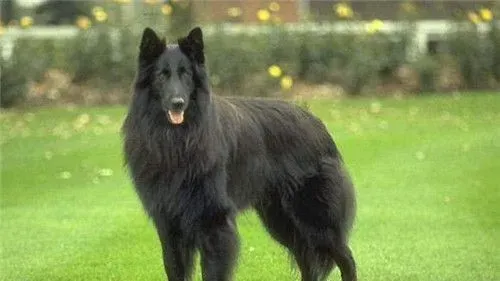 比利时牧羊犬幼犬喂养 不能吃太咸的东西 | 比利时牧羊犬
