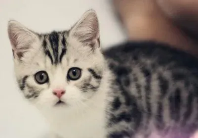 美国短毛猫掉毛吗 有较少掉毛现象 | 美国短毛猫