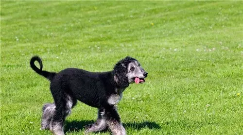 阿富汗猎犬好不好喂养 阿富汗猎犬的喂养方法 | 阿富汗猎犬