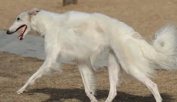 苏俄猎狼犬寿命 苏俄猎狼犬的寿命是10到12年 | 苏俄猎狼犬
