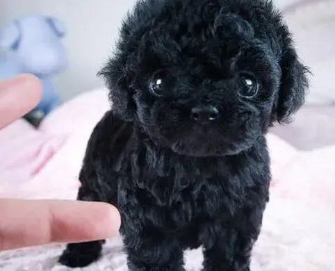 泰迪犬|泰迪犬的排便训练与便便的最佳处理方法