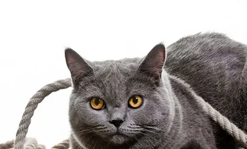 卡尔特猫怎么养  饲养卡尔特猫要注意饮食 | 卡尔特猫