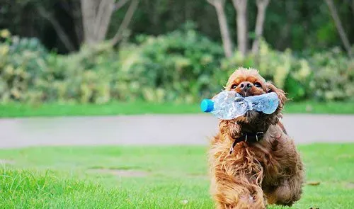 迷你贵宾犬好养吗 饲养简单需要照顾 | 贵宾犬