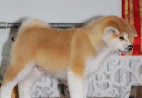 秋田犬|饲养知识大全 饲养秋田犬的基本常识
