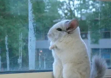 宠物龙猫寿命 龙猫的寿命在10年左右 | 龙猫