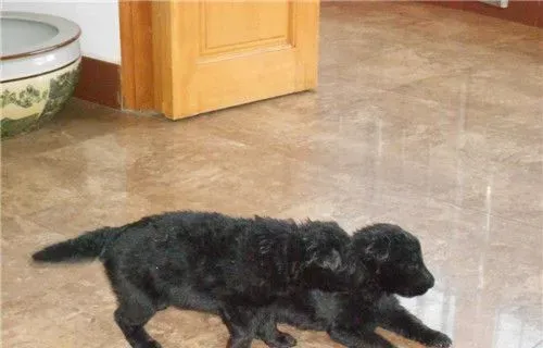 比利时牧羊犬肩高 比利时牧羊犬肩高55到66厘米 | 比利时牧羊犬