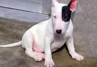 牛头梗|牛头梗犬瘟热抽搐有办法医治好吗