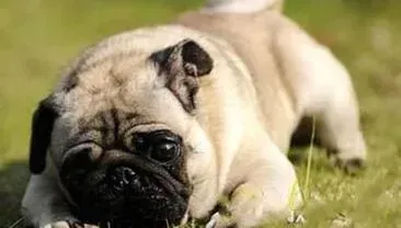 巴哥犬|巴哥犬半夜一直干咳是什么原因