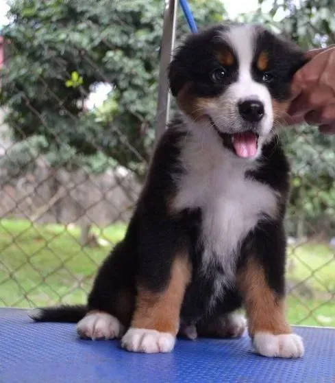 伯恩山犬|聊天可以让伯恩犬停止吠叫吗