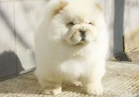 松狮犬|去除松狮犬身体异味的小窍门
