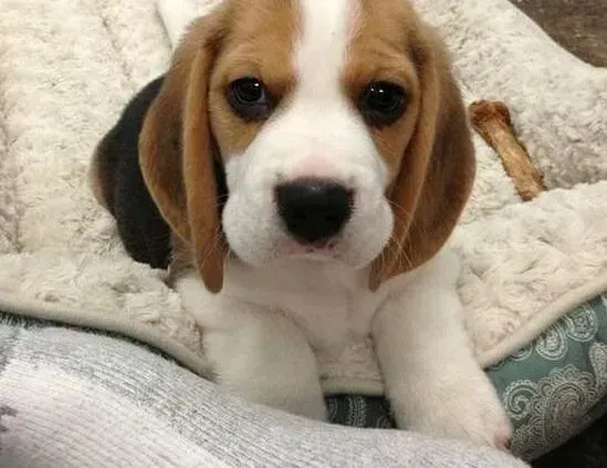 比格犬|急救 比格犬大量呕吐黄水拉血是怎么回事