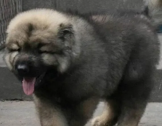高加索犬|高加索犬不能服用的危险药品有哪些